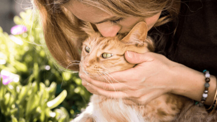 10 Undeniable Reasons Cats Make the Perfect Pets for Any Home