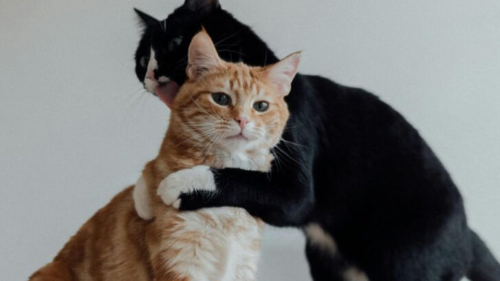 10 Unspoken Emotional Needs Cats Express in Quiet Ways — Are You Listening?