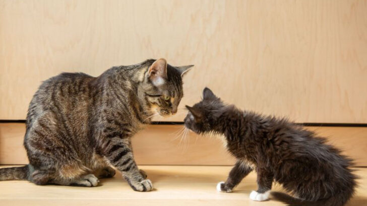10 Things That Set Adult Cats Apart from Kittens