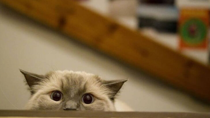10 Ways Ragdoll Cats Prove They’re Unlike Any Other Feline