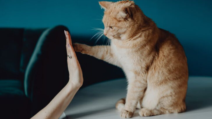 10 Ways to Get the Most Out of Your Training Sessions With Your Cat