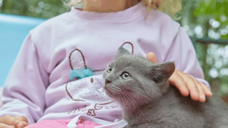 11 Cat Breeds You Don’t Want in a Household with Kids