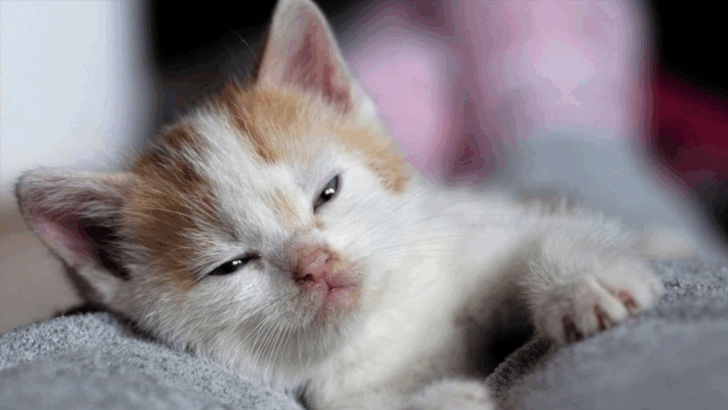 11 Cute (and Slightly Clingy) Signs Your Cat Totally Sees You as Her Mom