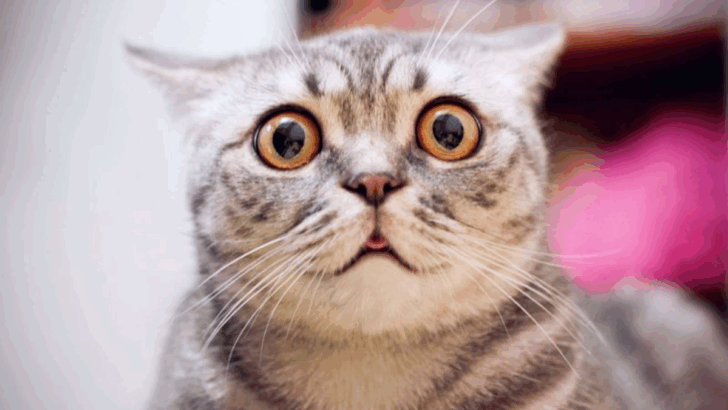 11 Questions You Never Thought You’d Ask Google—Until You Got a Cat
