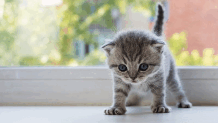 11 Reasons Some Cats Worry More Than Others