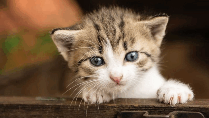 11 Unexpected Ways Cats Show Forgiveness (Believe It or Not)