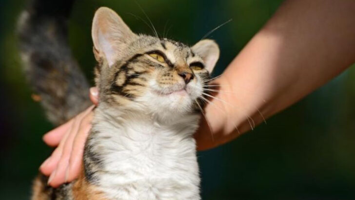 11 Adorable Ways Cats Show You They’re 100% Comfortable and Content