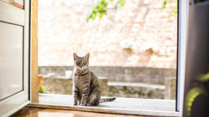 11 Easy Tricks That Will Help Any Feral Cat Feel Completely at Home and Safe Indoors