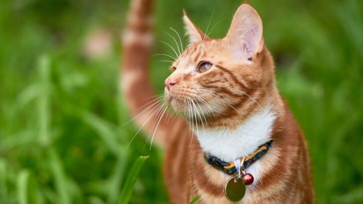 11 Genius Hacks to Make Your Cat’s Outdoor Time Safe, Fun, and Totally Stress-Free