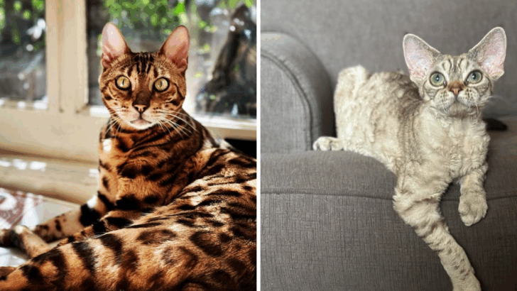 11 Gorgeous Cat Breeds That Face the Highest Risk of Genetic Disorders