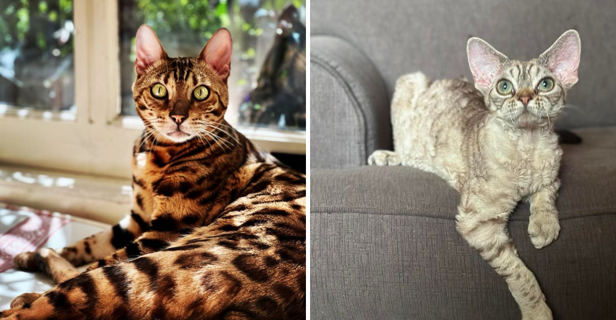 11 Gorgeous Cat Breeds That Face the Highest Risk of Genetic Disorders