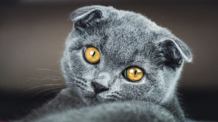 11 Things People Don’t Love About Scottish Folds (But You Might!)
