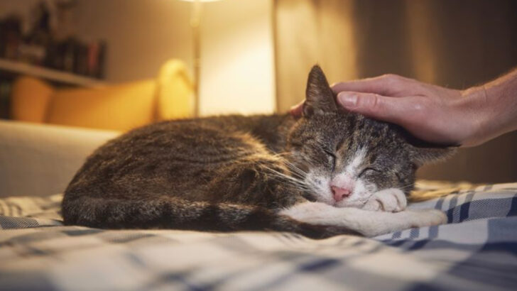 11 Things Your Senior Cat Needs More Than Ever from You Right Now