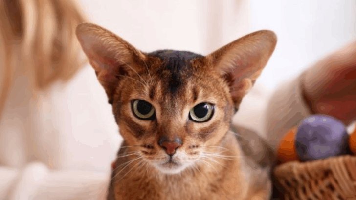12 Cat Breeds That Get a Bad Rap—But Are They Really That Bad?