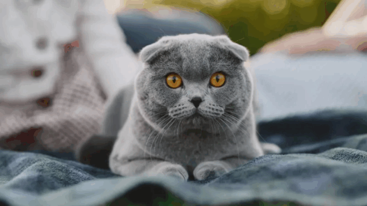12 Cat Breeds That Will Push Your Limits—Are You Up for the Challenge?