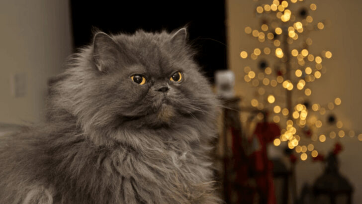 12 Awful Cats That Will Ruin Your Family Life, According to Research