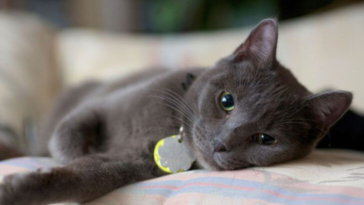 12 Cat Breeds That Understand Human Emotions Better Than We Think