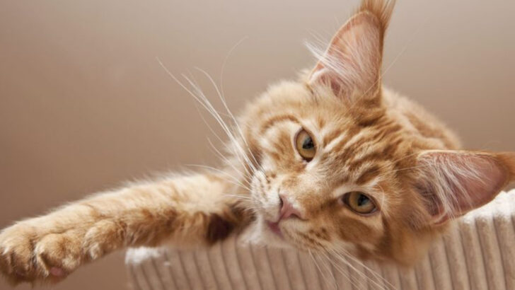 12 Emotionally Intelligent Cat Breeds That Show Love Without Being Clingy