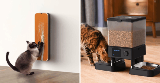 12 Essentials Every Cat Needs When You’re Away for the Day