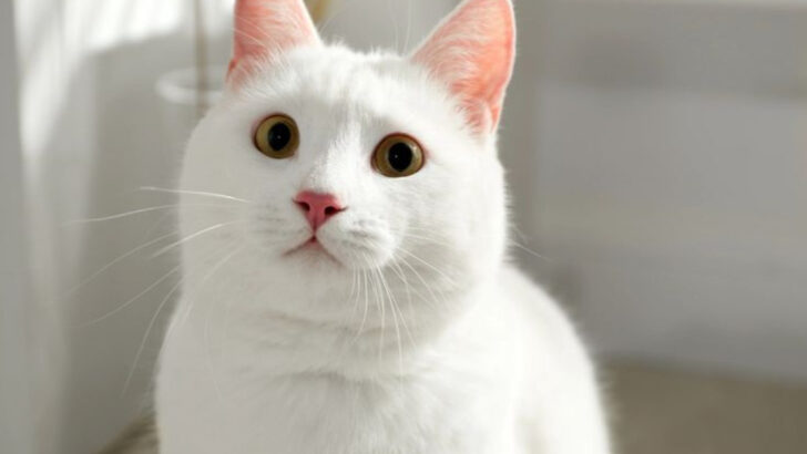 12 Rarest Cat Breeds You’ll Find In American Homes