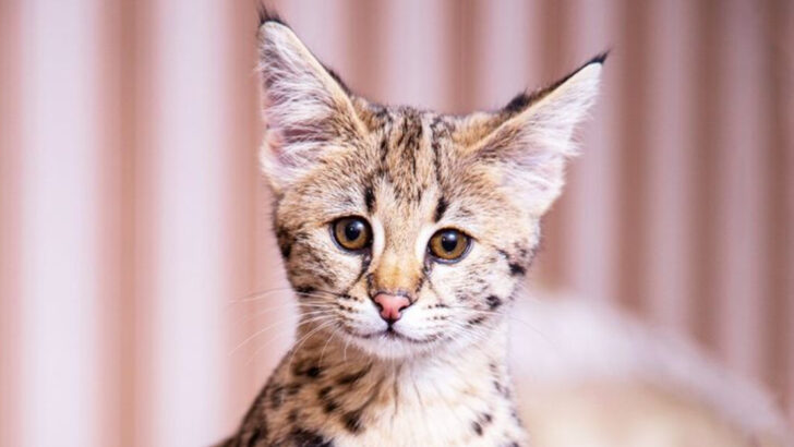12 Reasons Savannah Cats Are One of the Most Unique Breeds in the World
