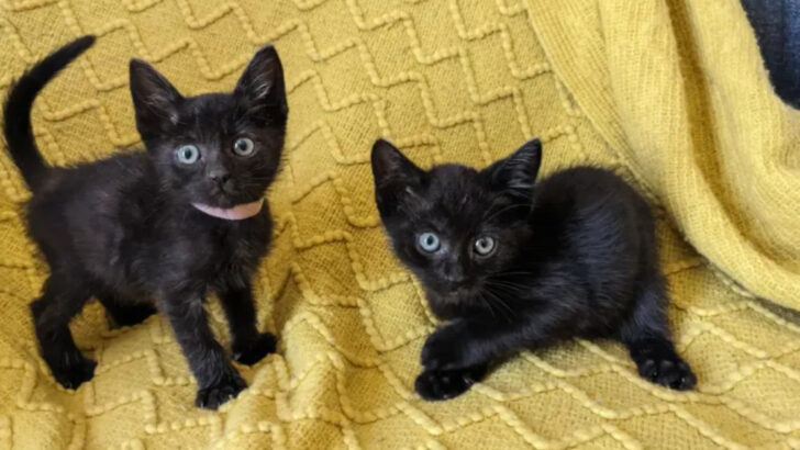 12 Strange Habits Only Kittens Have (And Why We Can’t Get Enough of Them)