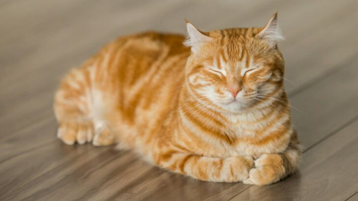 12 Stress-Free Ways to Help Your Cat Feel Loved Without Overwhelming Them