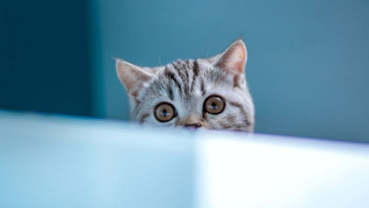 11 Surprising Ways American Shorthairs Are Nothing Like Domestic Shorthairs