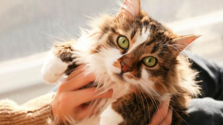 12 Things You’re Doing That Encourage Bad Cat Behavior (Even If You Don’t Mean To)