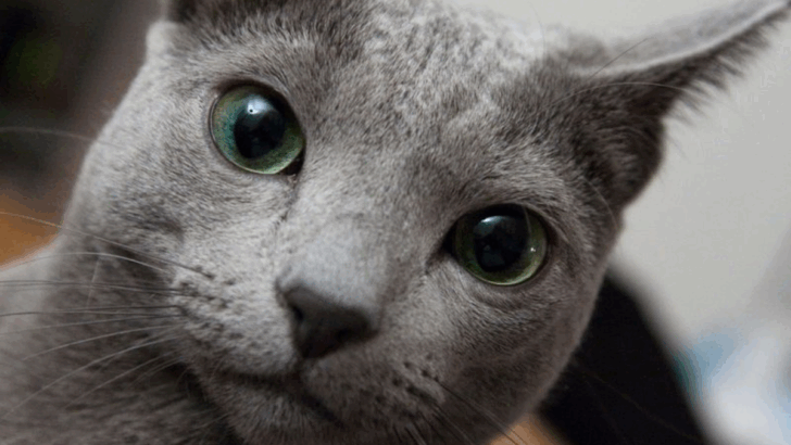13 Comforting Cat Breeds That Will Sit Beside You Through Silence and Sorrow