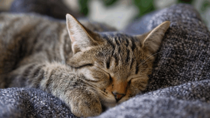 13 Reasons Why Cats Are Less Stressful Than Dogs