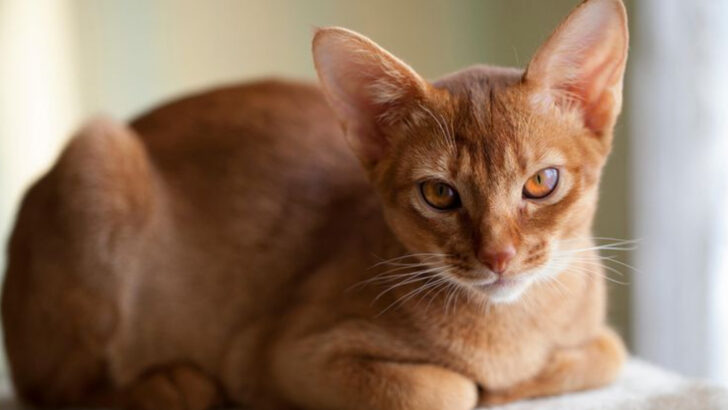 13 Cat Breeds That Love Cuddles—But Only On Their Terms
