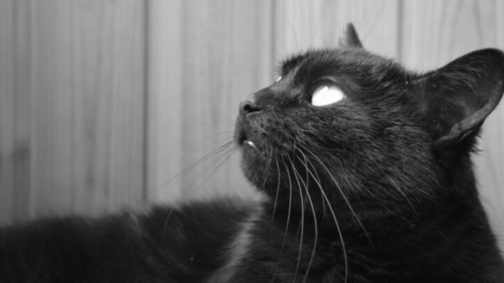 13 Charming Ways Your Cat Gives Off Deep Old-Soul Energy (and Might Be Wiser Than They Look)