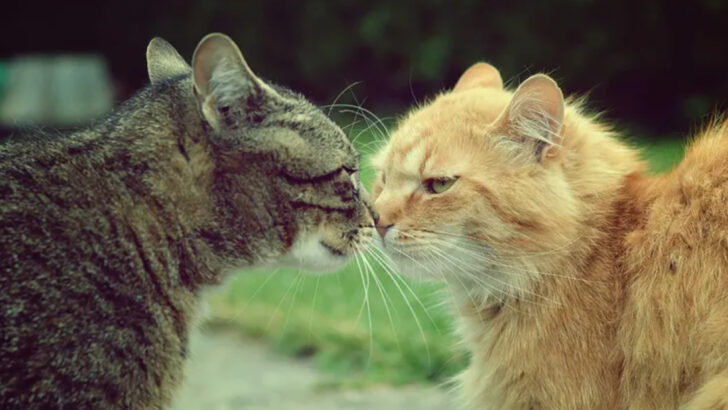 13 Key Questions You Should Ask Yourself Before Expanding Your Cat Family