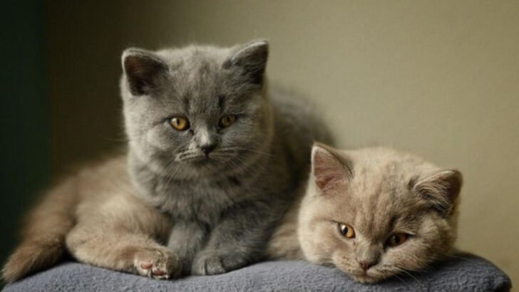 13 Must-Know Tips for Selecting the Right Cat to Fit Your Family Dynamic