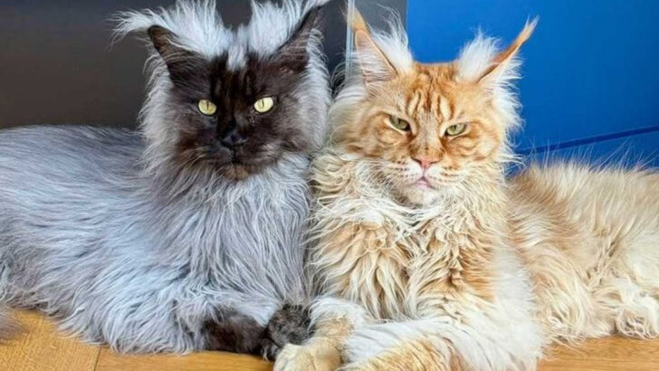 13 of the Largest Domestic Cat Breeds You Can Actually Own