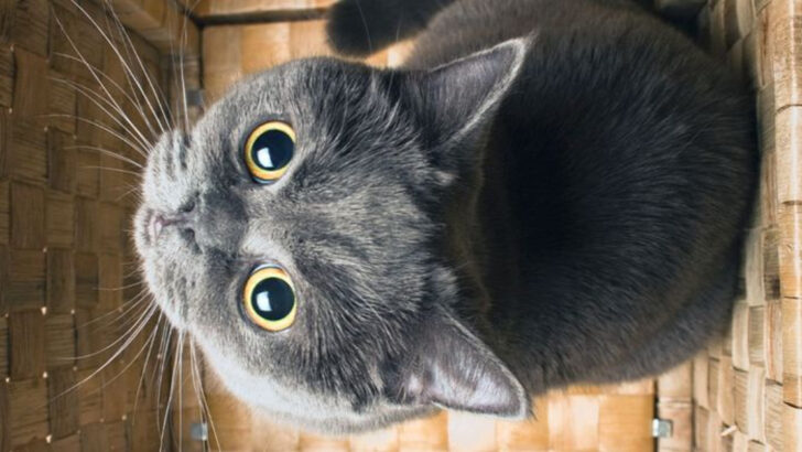 13 Signs Your Cat Is Low-Key (or High-Key) Obsessed With You