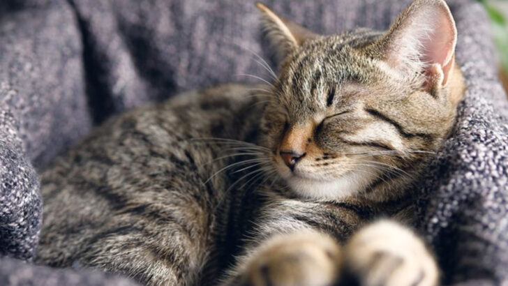 13 Surprisingly Simple Ways to Become Your Cat’s Favorite Human (Without Even Trying That Hard)
