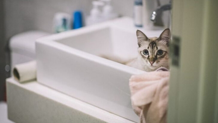 14 Weird Things Indoor Cats Do That Actually Make Perfect Sense