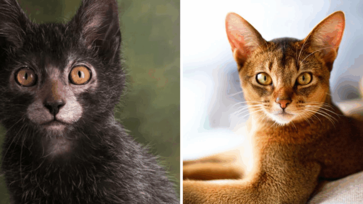 10 Cats With Looks, Attitude, and Charm That Make Them One-of-a-Kind