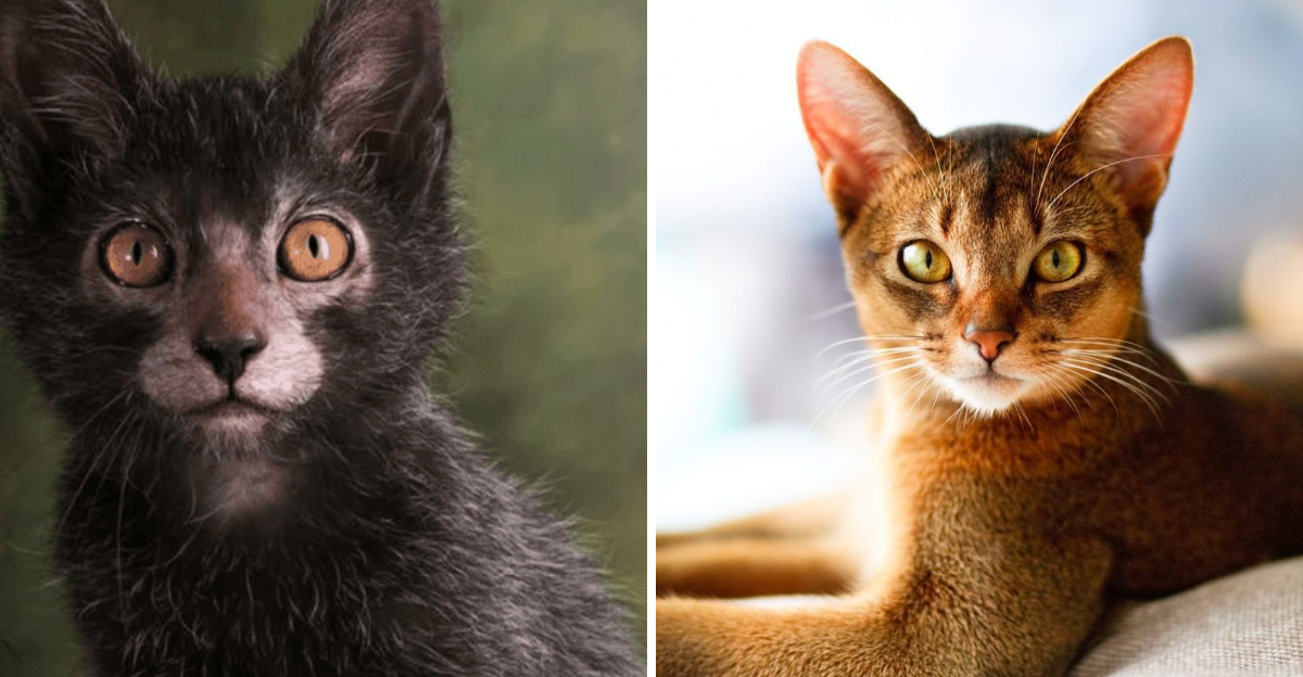 10 Cats With Looks, Attitude, and Charm That Make Them One-of-a-Kind