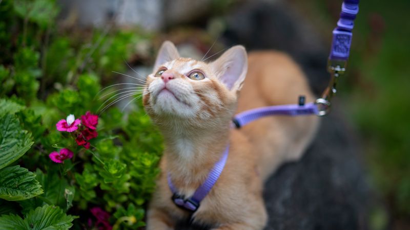 2. Supervised Outdoor Time