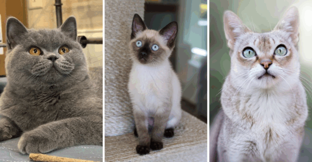 23 Spot-On Cat Names That Fit Your Feline’s Breed Like a Glove