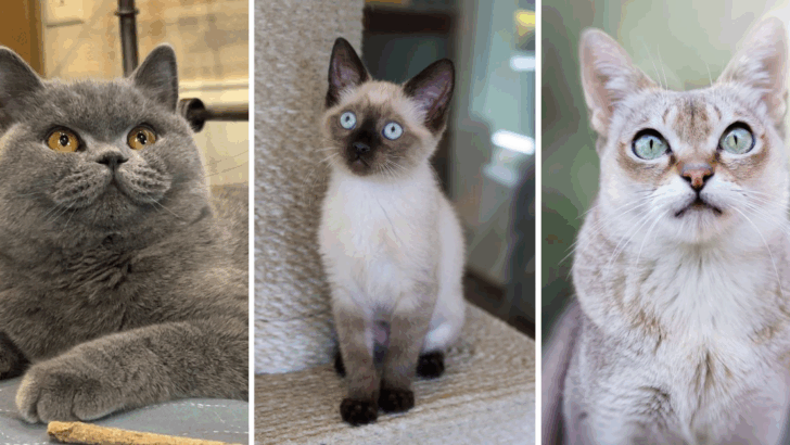 23 Spot-On Cat Names That Fit Your Feline’s Breed Like a Glove