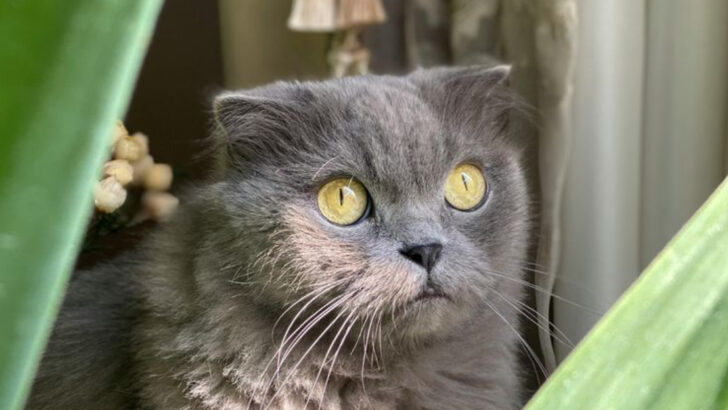 3 Cat Breeds That Give Off Total Villain Energy & 7 Sweethearts With Golden Retriever Vibes