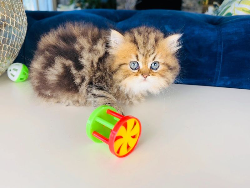 3 to 5 Weeks: First Steps and Social Play