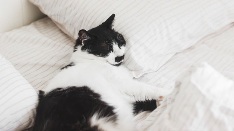 3. Use Heated Cat Beds or Pads