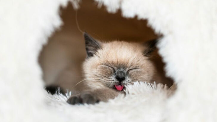 4 Cat Breeds That Feel All Your Feelings & 4 That Couldn’t Care Less