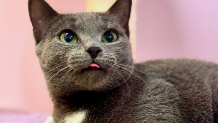 4 Cat Breeds That Match Your Anxiety & 6 Ones That Calm Your Nervous Energy
