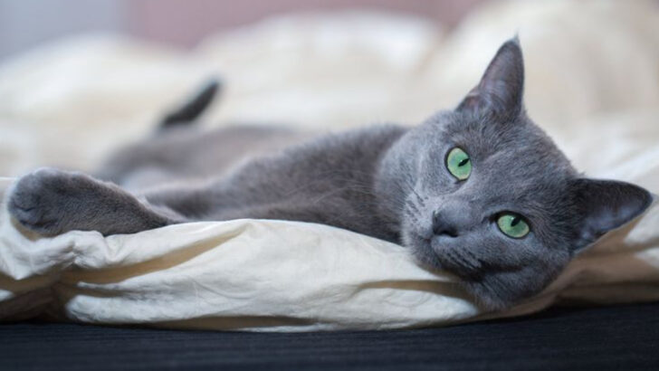 4 Cats That Might Trigger Your Allergies & 4 That Could Be Your Solution
